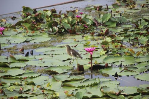 birds red lotus lotus