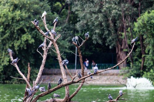 birds pigeons tree