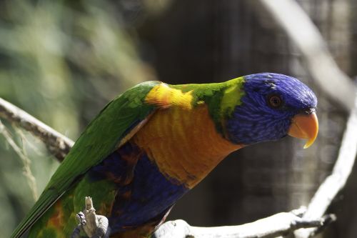 birds colored feathers nature