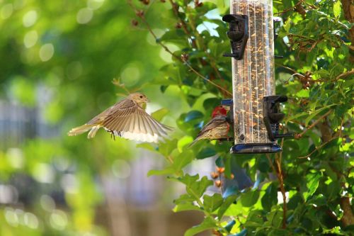 birds feeding feeder