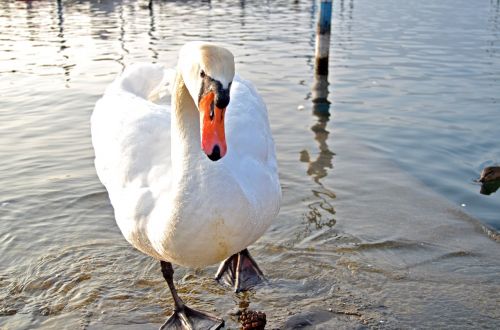 birds water animals