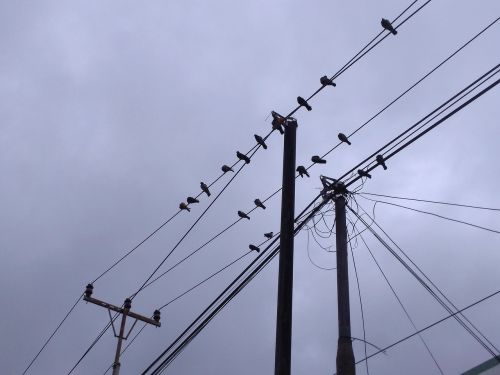 birds perch electric cable