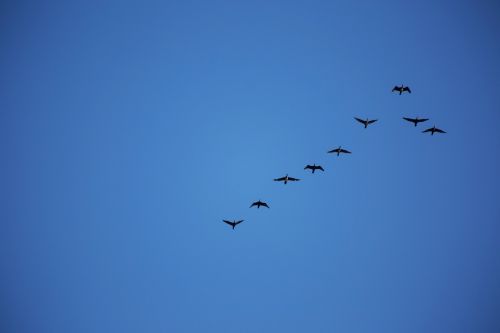 birds sky fly