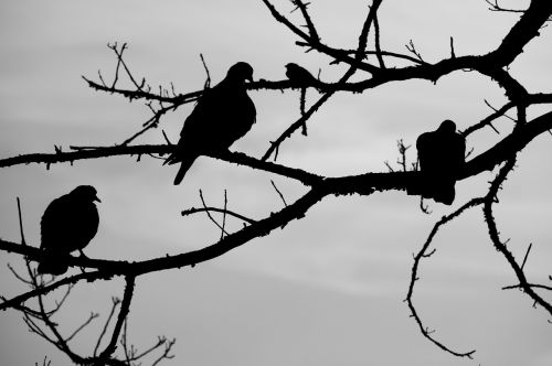 birds sky tree