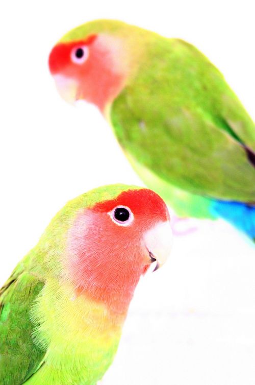 birds parakeet red