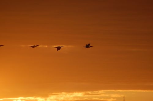 birds himmel sunrise