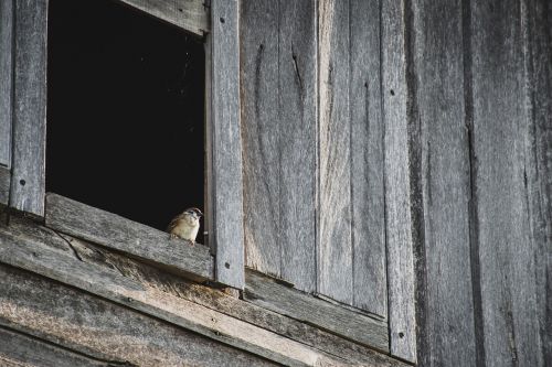 birds poultry thailand