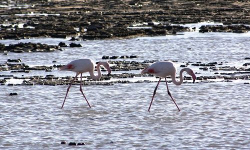 birds waders pink flamingo