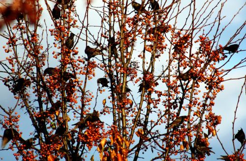 birds berries branch