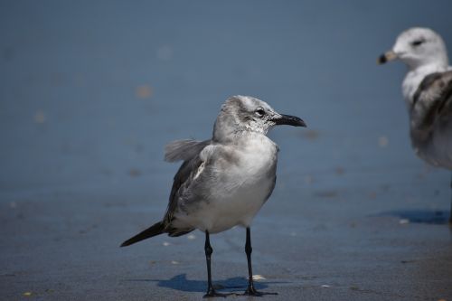 birds seagull animal