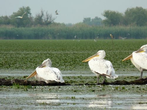 birds pelican romania