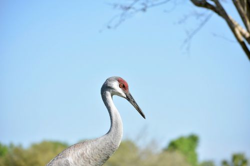 birds crane sandhill crane