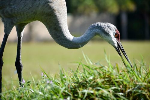 birds crane sandhill crane