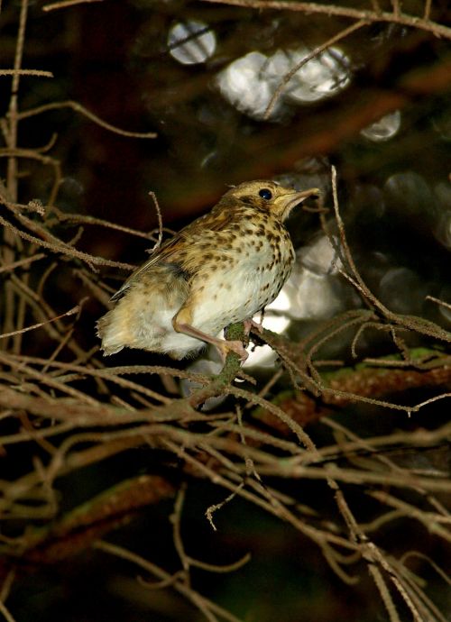 birds nature slovakia