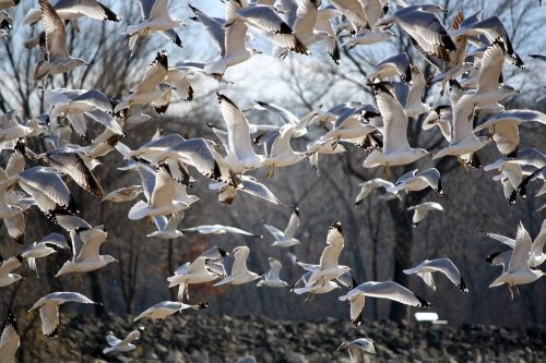 birds gulls seagull