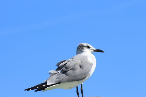 birds nature wild life