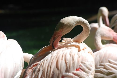 birds flamingos nature