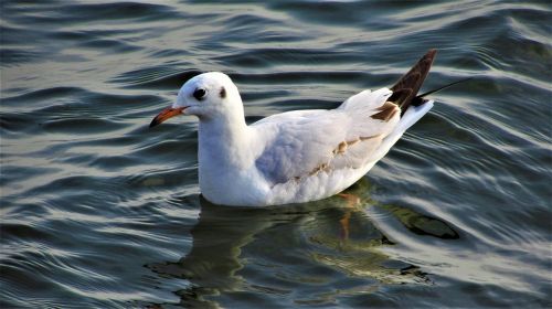 birds wildlife body of water