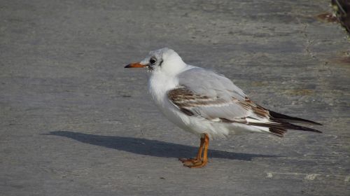 birds wildlife nature