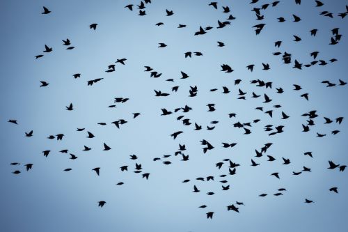 birds flock wildlife