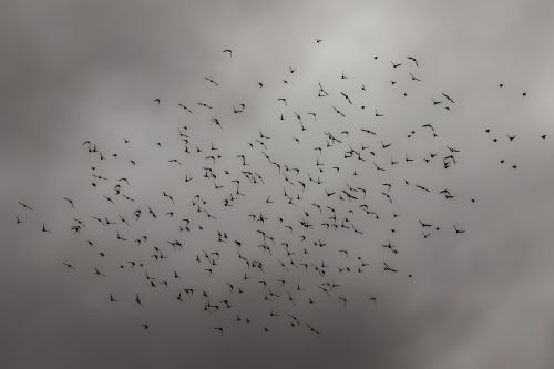 birds flock nature