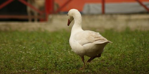 birds nature animalia