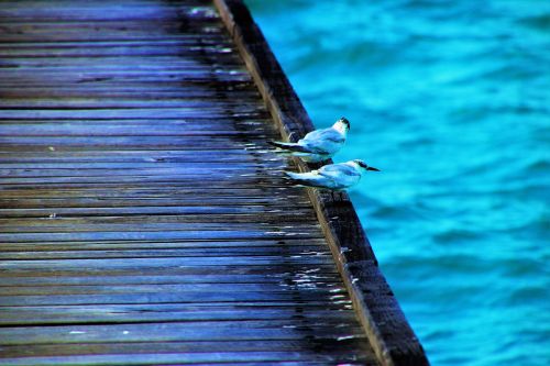 birds water the pier