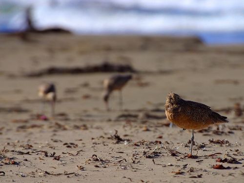 birds stand on one leg beach