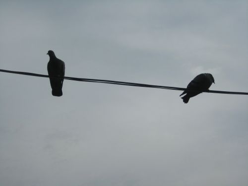 birds bird on a wire wing