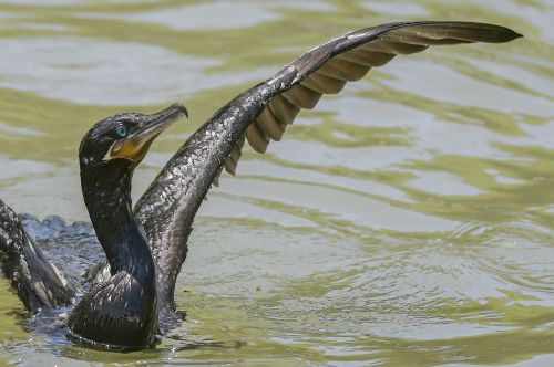 birds wildlife body of water