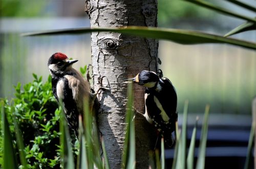 birds nature wildlife