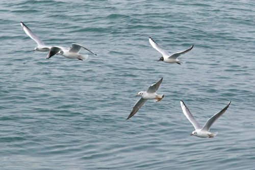 birds seagull nature