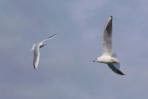 birds seagull flight