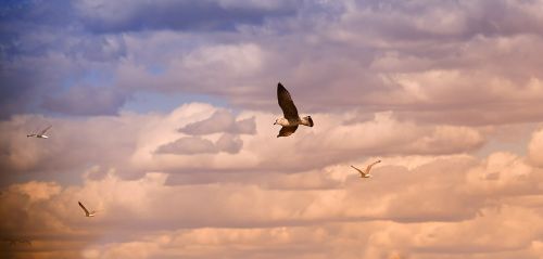 birds seagull flight
