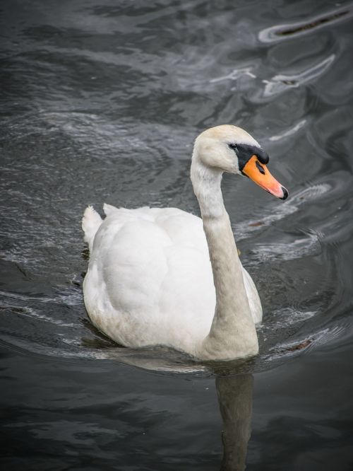 birds a white swan water-level