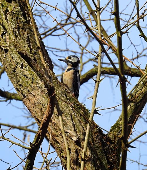 birds nature tree