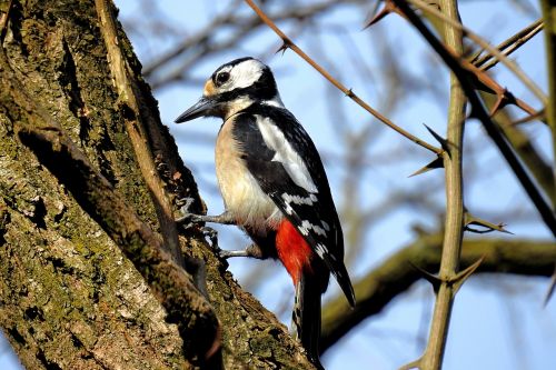 birds nature animals woodpecker