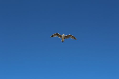 birds nature blue sky