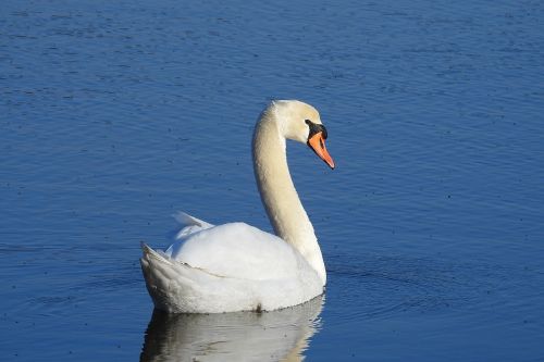 birds lake nature