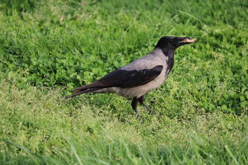 birds nature wildlife