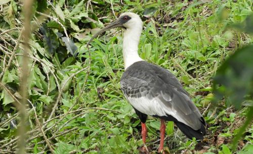 birds nature wild life