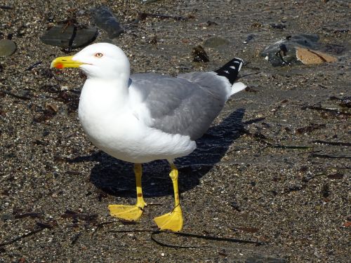 birds seagull bird