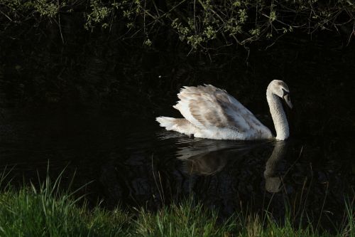 birds nature monolithic part of the waters