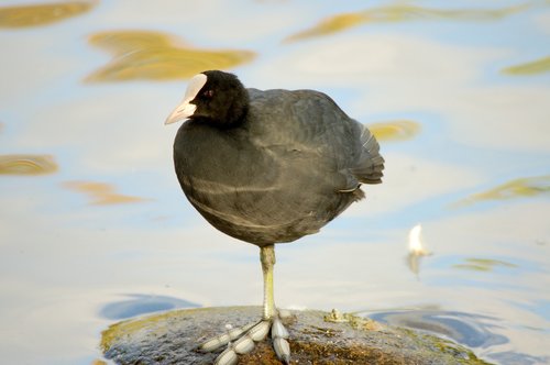 birds  body of water  animal life