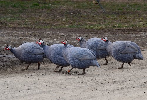 birds  animal  nature