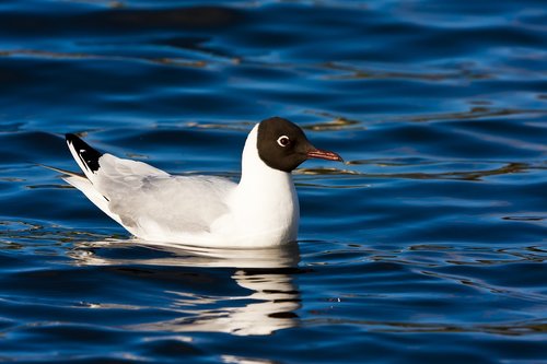 birds  hettemåke  the nature of the