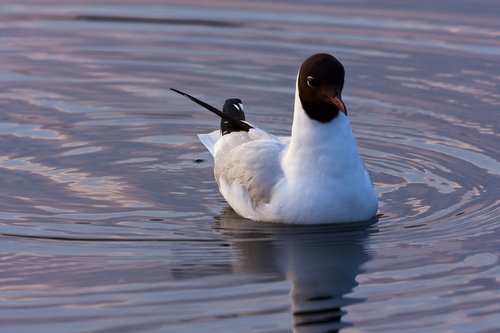 birds  water