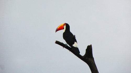 birds  wildlife  tucano