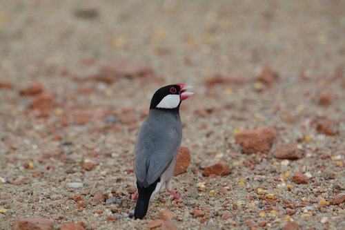 birds  in the sand