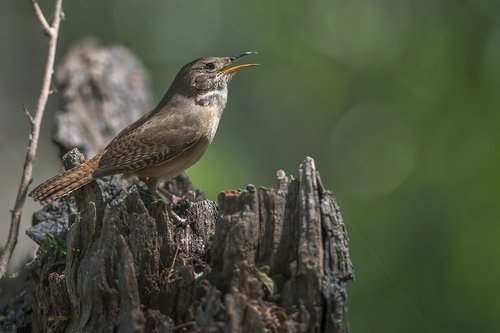 birds  wildlife  nature